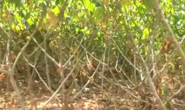 Kayonza: Batewe impungenge nuko bashobora kuzaburira isoko umusaruro w'inyumbati