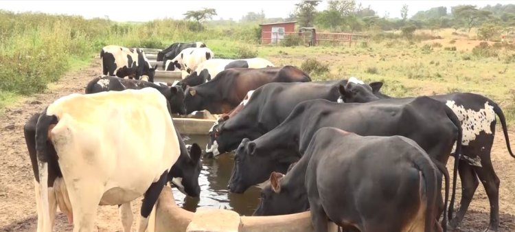 Kayonza: Ku munsi babona litiro 12000 z'amata kubera amazi