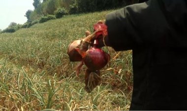 Rubavu: Barataka igihombo batewe no kubura amasoko y'ibitunguru