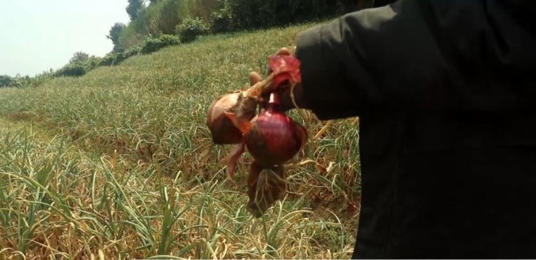 Rubavu: Barataka igihombo batewe no kubura amasoko y'ibitunguru