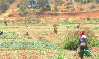 Abanyarwanda bafite impungenge ku ibura ry’umusaruro w’ibihingwa ngandurarugo