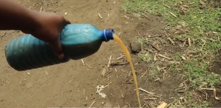 Rubavu: Baratabariza abaturage bari kunywa ibisindisha byagenewe ingurube