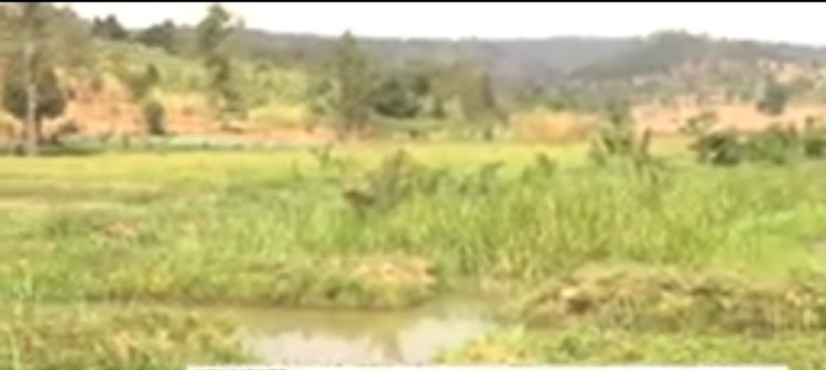 Kirehe: abaturage barasaba igishanga cya Geranium bakakibyaza umusaruro