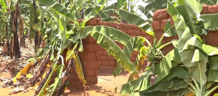 Kirehe: Yabyutse asanga insina nyinshi zirambitse ku muryango