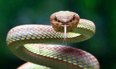 Hari abacyumva ko ubugombozi buhagije ku muntu warumwe n'inzoka