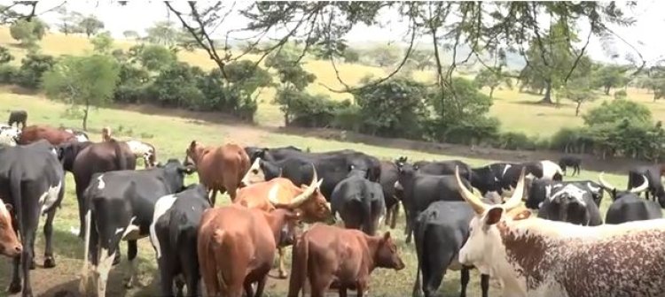 Kayonza: Aborozi b'inka barasaba gufashwa kuhira ubwatsi