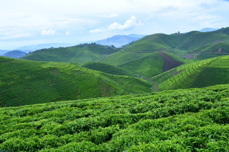 Abahinzi b'icyayi baracyahura n'imbogamizi mu buhinzi bwabo