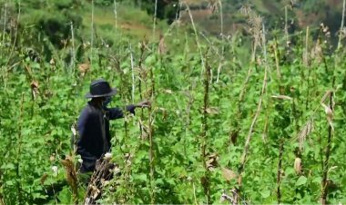 Amajyepfo: Abahinzi babangamiwe n'indwara ya " Muhuha" yibasiye imyaka