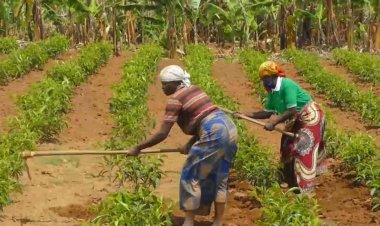 Nyaruguru: Abahawe inguzanyo yo guhinga icyayi babangamiwe no kuyishyura mu madolari