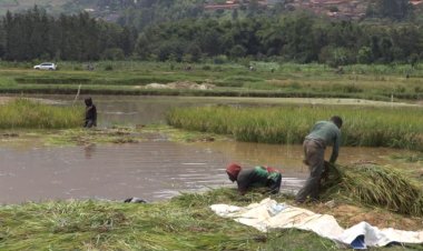 Kigali: Abahinga mu gishanga cya Kabuye - Gisozi bari mu gihombo kubera umwuzure