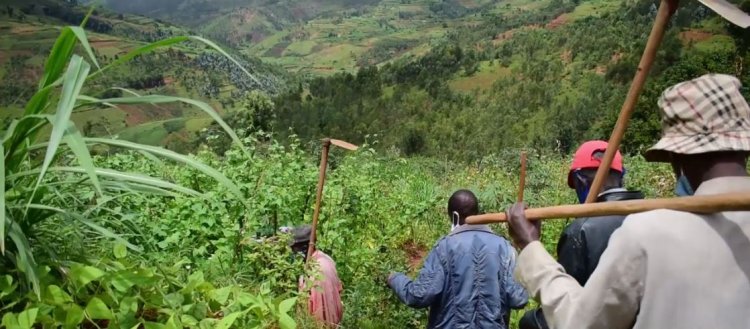 Huye:  Abahinzi barishimira umusaruro w'ubuhinzi butabasaba guhinga intabire