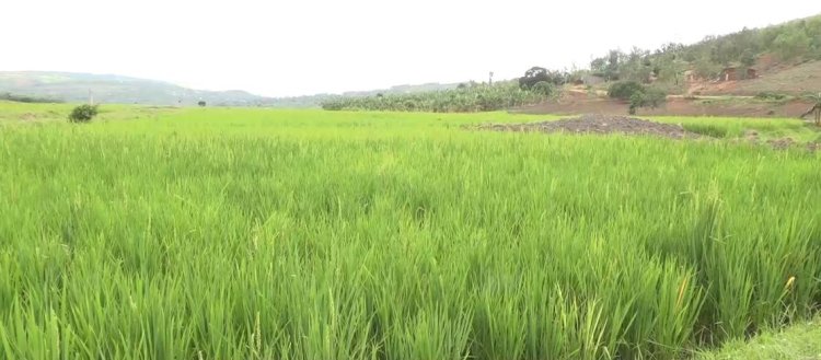 Bugesera: Ubwishingizi bw'umuceri bwarinze abahinzi ibihombo