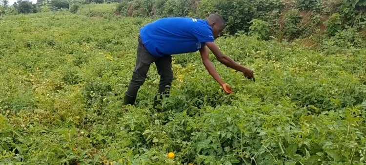 Bugesera: Urubyiruko rukora ubuhinzi rwiteje imbere ariko bafite ikibazo cy'ibikoresho byo kuhira