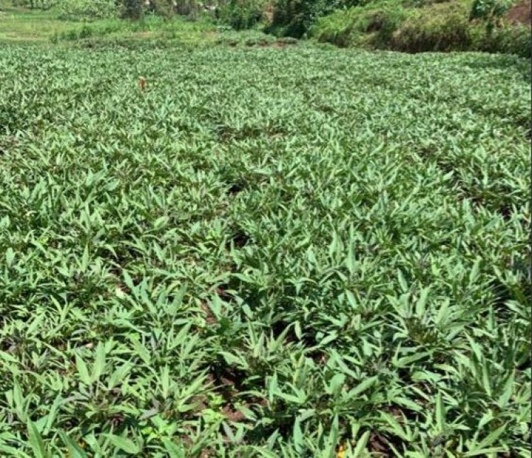 Huye: Ibura ry'imbuto y'imigozi y'ibijumba riri kubateza inzara