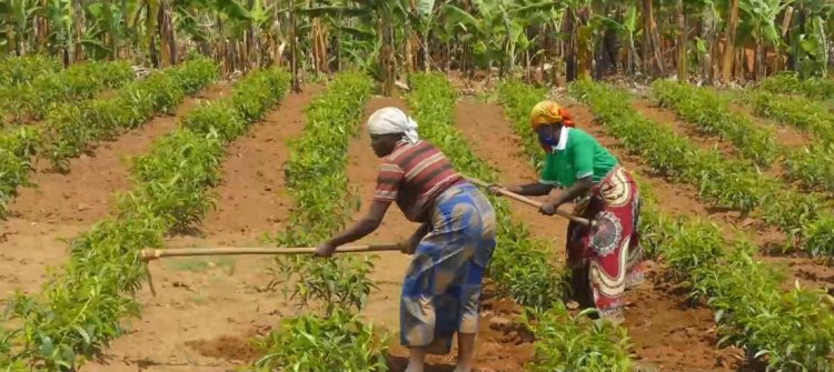 Nyaruguru: Abahawe inguzanyo yo guhinga icyayi babangamiwe no kuyishyura mu madolari