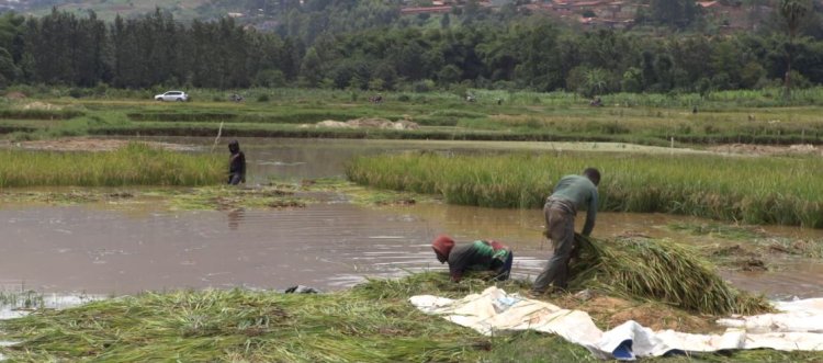 Kigali: Abahinga mu gishanga cya Kabuye - Gisozi bari mu gihombo kubera umwuzure