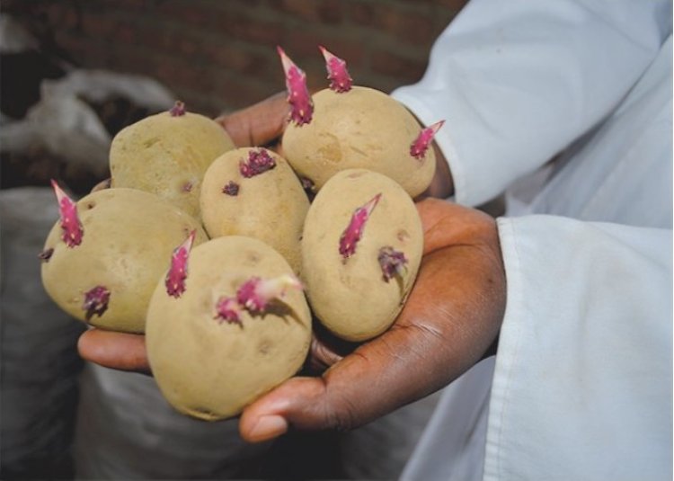 Musanze: Kubera imbuto y'ibirayi yahenze hari abagombaga kubihinga bahinze ibigori