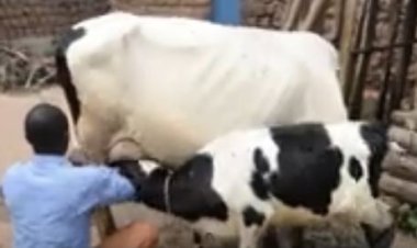 Gisagara: Inka zagenewe abaturage zikubirwa n'abayobozi bo mu nzego zibanze