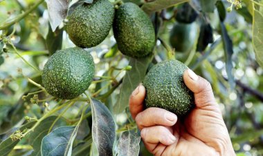 Abakora ubuhinzi bw’umwuga barataka guhombywa no kutagira ubuhunikiro bugezweho