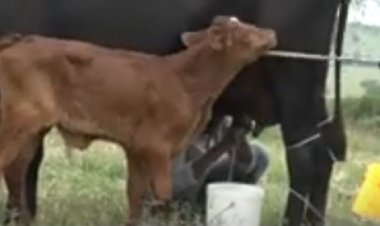 Guhenda kw’amata ku isoko bituma hari abayashyiramo ngo yiyongere