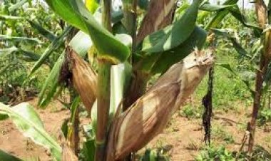 Abahinzi b'ibigori barasaba kurindwa igihombo  n'ababagurira umusaruro 