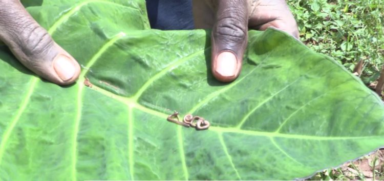 Abahinzi baratabaza leta kubashakira umuti w'udusimba tubariria imyaka