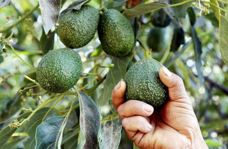 Abakora ubuhinzi bw’umwuga barataka guhombywa no kutagira ubuhunikiro bugezweho