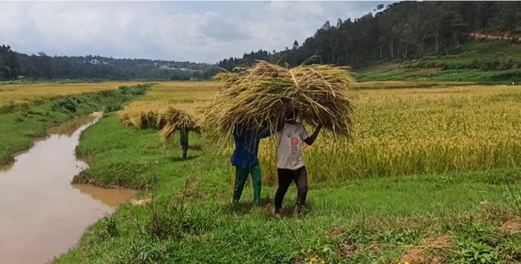 Huye: Kutagira ubwanikiro buhagije bituma bagwa mu gihombo