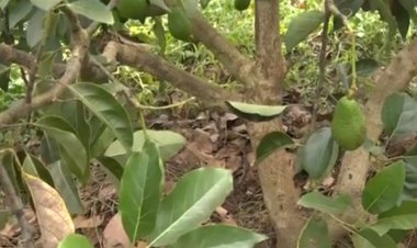    Rwamagana:  Ihenda ry’avoka ryatumye abaturage bahaguruka