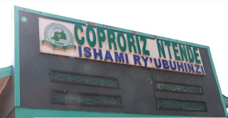 Gatsibo: Abanyamuryango ba koperative COPRORIZ-Ntende ntibumva impamvu bakwa undi mugabane