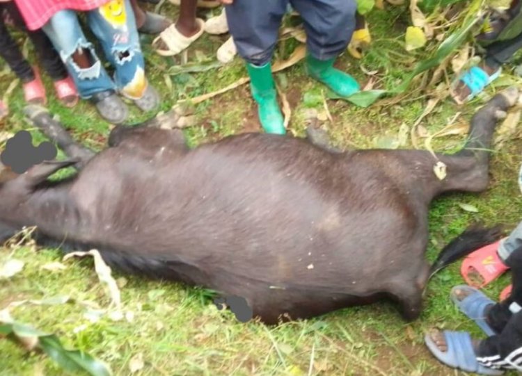 Musanze: Batewe impungenge z’uko haba hari imbogo zikiri mu baturage