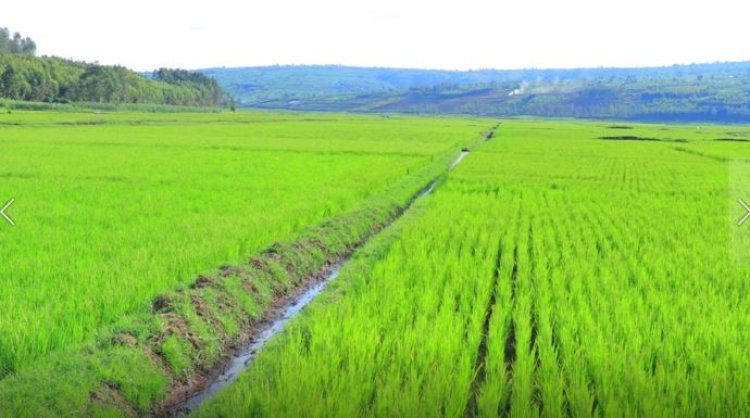 Rwamagana: Abahinzi b’umuceri barataka kutagira imbuga zo kwanikaho