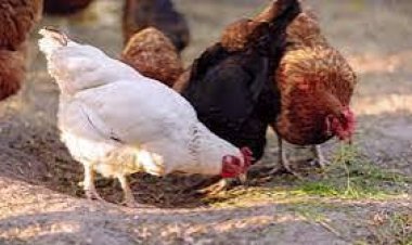 Barashima umushinga wa PRISM wahinduye ubuzima bw’abatishoboye