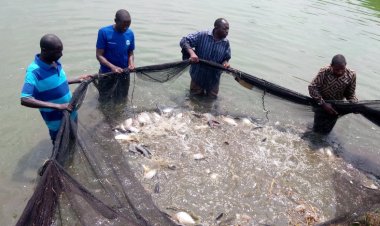 Nyagatare: Babangamiwe no kugura kure ibiryo by'amafi bibahenze