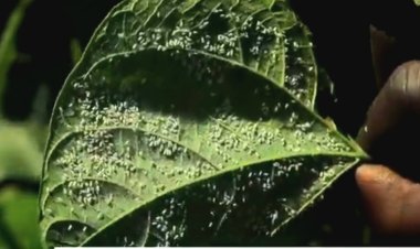 BURERA: bahangayikishijwe n’udusimba twitwa 'Isazi y'umweru' twangiza imyaka