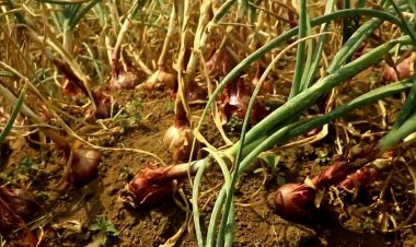 Burera:  abahinzi b’ibitunguru barataka igihombo