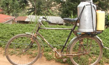 Hari abakeka ko amata y’amasukano bagura yaba avangwamo amazi