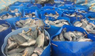 Nyamasheke: Barasaba ko hakongerwa imbaraga mu bworozi bw'amafi