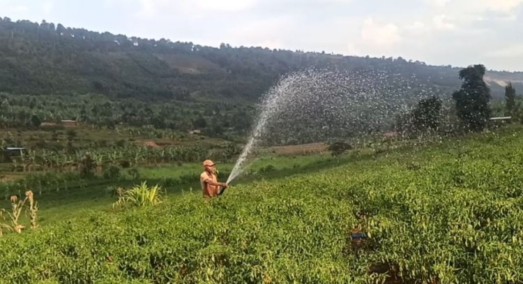 Ingufu z'imirasire y'izuba mu kuhira ibihingwa zabaye igisubizo ku bahinzi