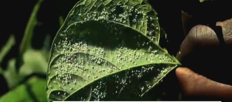 BURERA: bahangayikishijwe n’udusimba twitwa 'Isazi y'umweru' twangiza imyaka