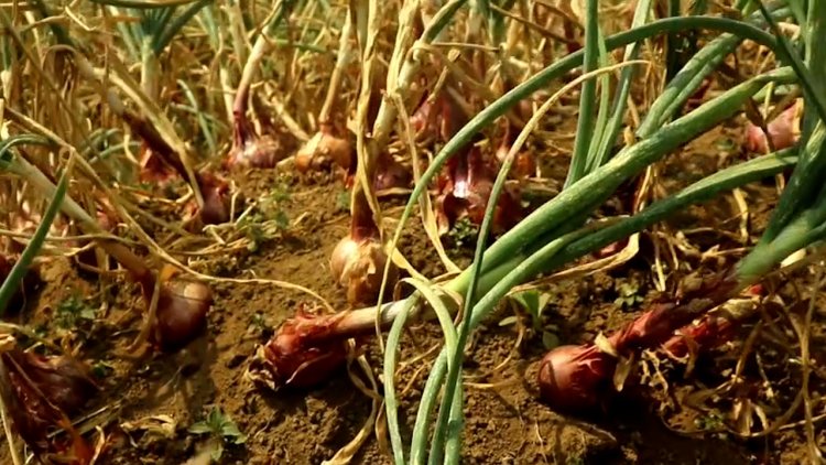 Burera:  abahinzi b’ibitunguru barataka igihombo