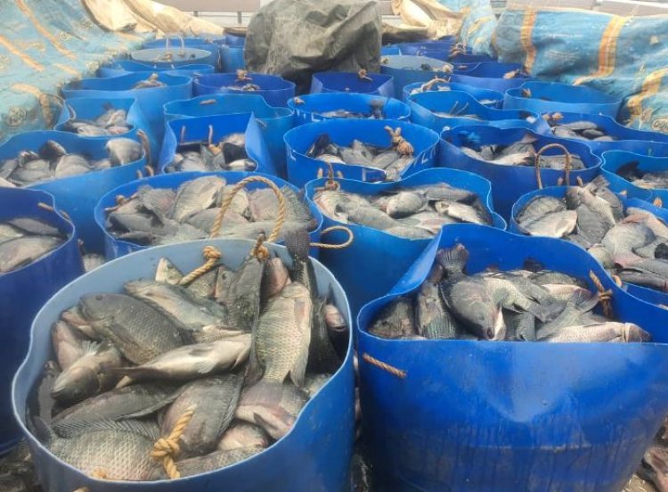 Nyamasheke: Barasaba ko hakongerwa imbaraga mu bworozi bw'amafi