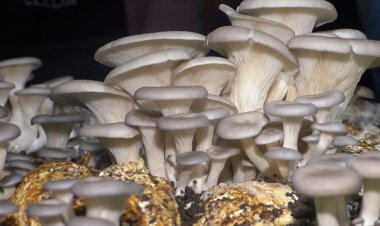 Rubavu: Igiciro gihanitse cy'inyama cyatumye benshi bayoboka iy'ibihumyo