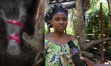 Musanze: Batemye inka y'umuyobozi kubera kubatangaho amakuru