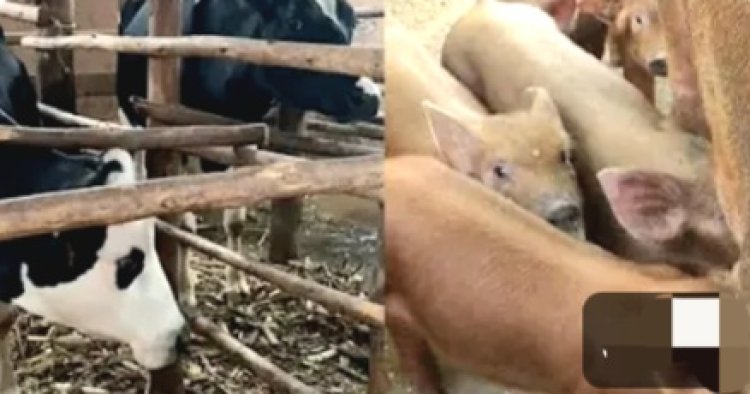 Aborozi b'inka n'ingurube baravuga ko kugana ubwishingizi byabarinze ibihombo