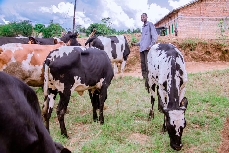 Nyaruguru:  barashima ko borojwe inka nyuma yuko igicaniro cyari cyarazimye