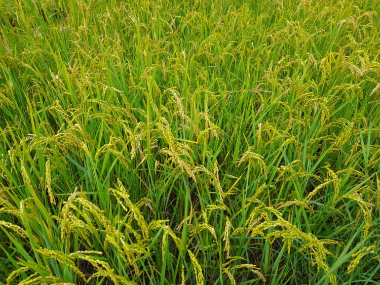 Gisagara-Rwasave: barataka gukatwa amafaranga ya mituweli bajya kwivuza bakabwirwa indi nkuru