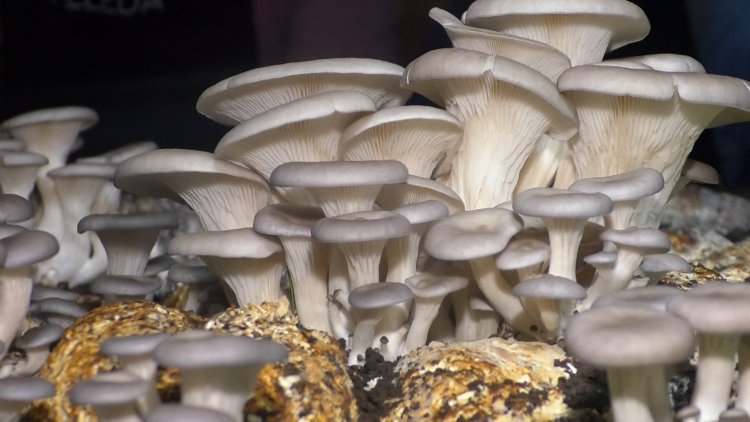 Rubavu: Igiciro gihanitse cy'inyama cyatumye benshi bayoboka iy'ibihumyo