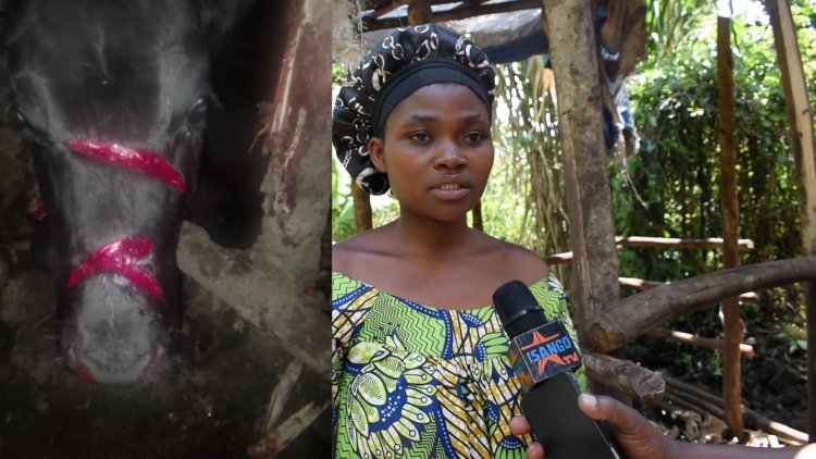 Musanze: Batemye inka y'umuyobozi kubera kubatangaho amakuru