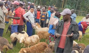 Ngororero: Abarema isoko ry’amatungo mato barataka gusoreshwa ku itungo ryabuze umuguzi